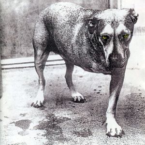 Alice In Chains : Alice in Chains