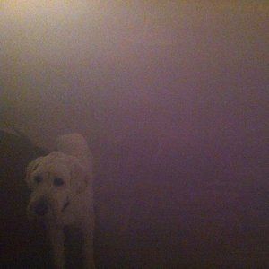 Dog in the Fog - album