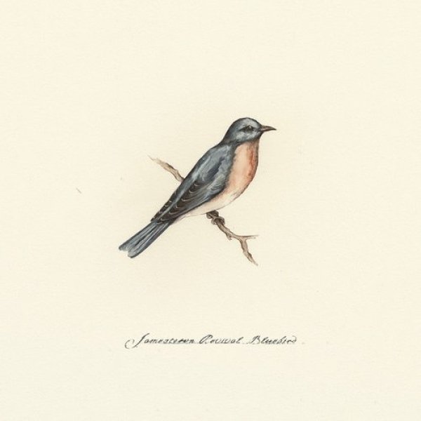 Album Jamestown Revival - Bluebird
