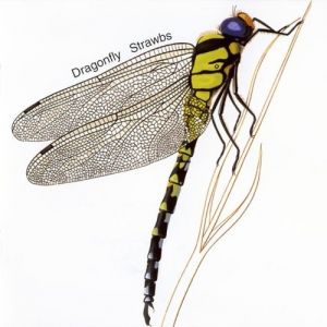 Album Strawbs - Dragonfly