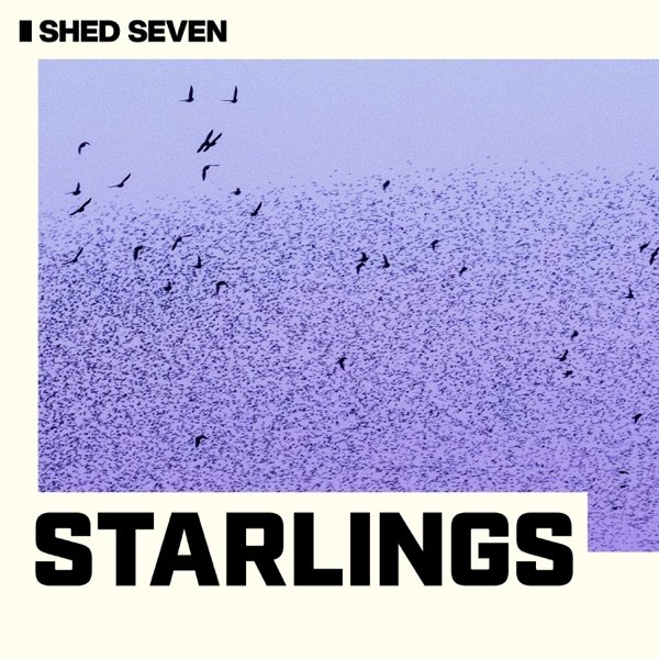 Album Shed Seven - Starlings