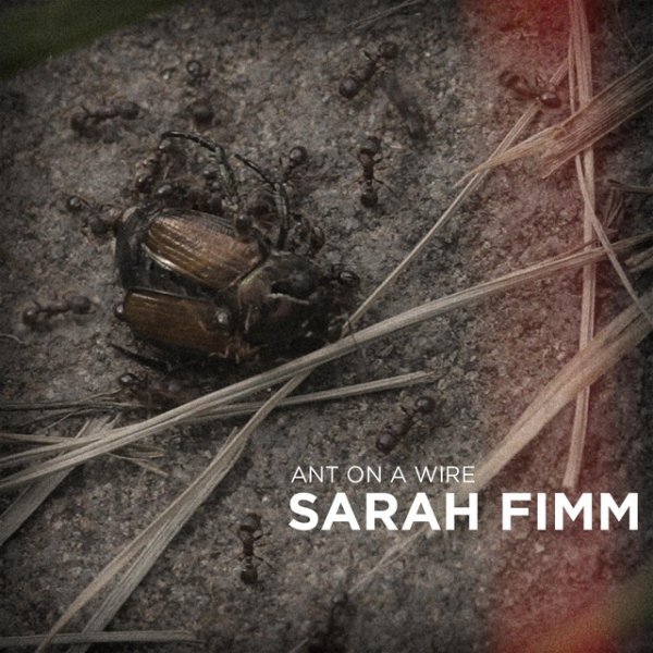 Sarah Fimm Ant On a Wire, 2014