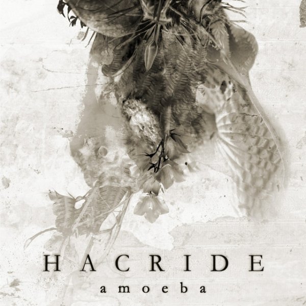 Album Amoeba - Hacride