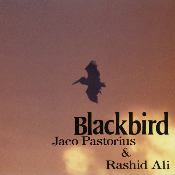 Album Jaco Pastorius - BLACKBIRD