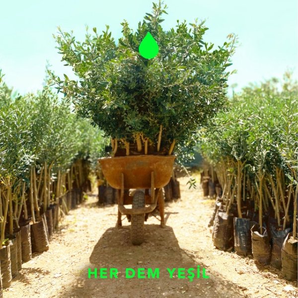 Sakin Ol (Her Dem Yeşil) - album