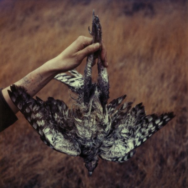 Album Bowerbirds - Azaleas
