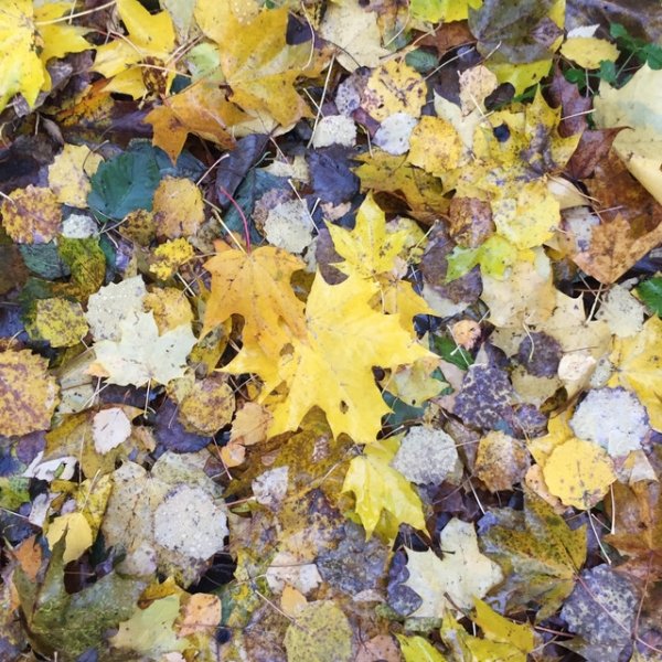 Yellow Leaves - album