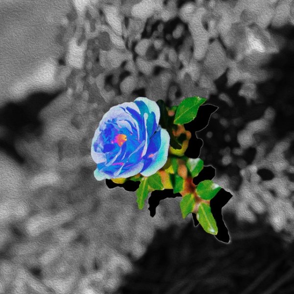 Album SoMo - Blue Rose