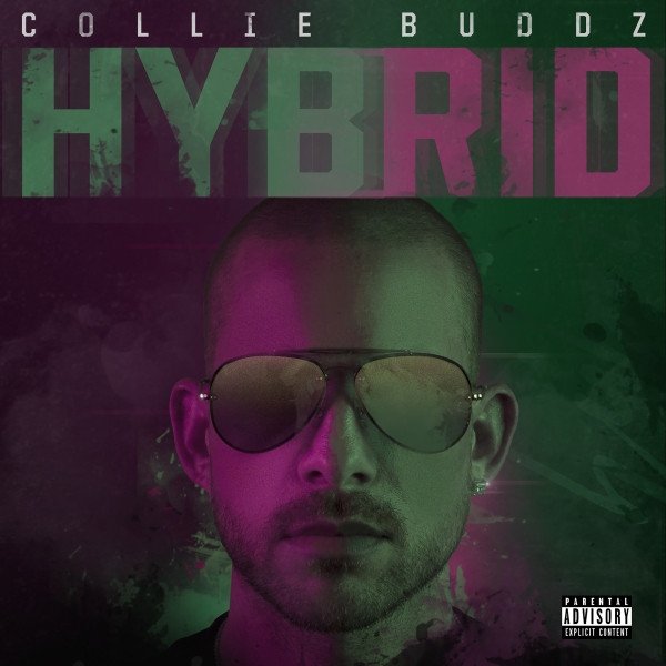 Collie Buddz Hybrid, 2019