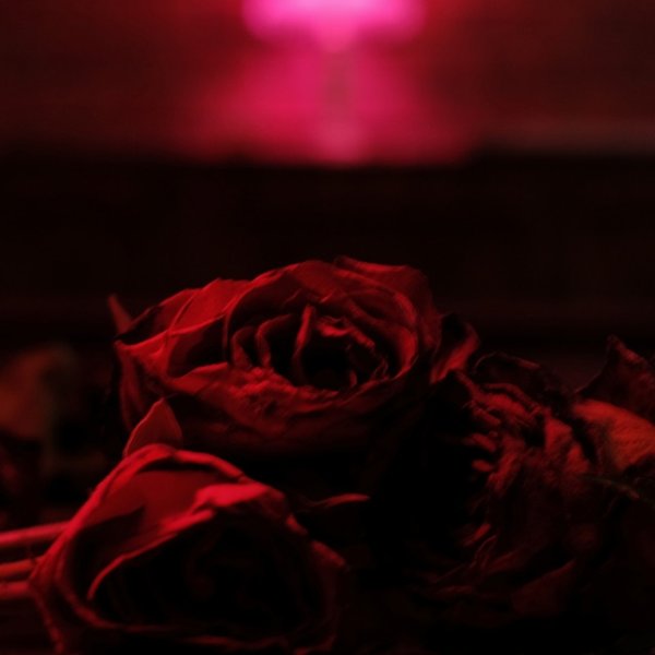 Roses - album