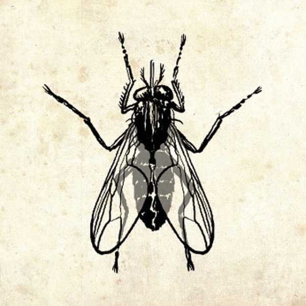 Album Chubby Checker - The Fly
