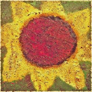 Album Sunflower - Never Shout Never